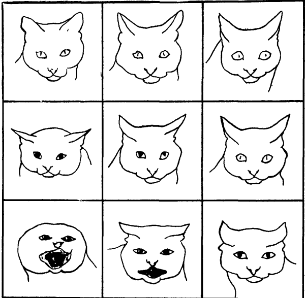 Выражения лица кошки
