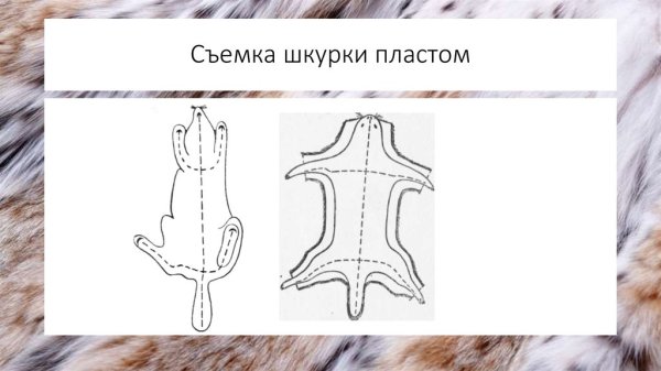 Способы снятия шкурок пушных зверей