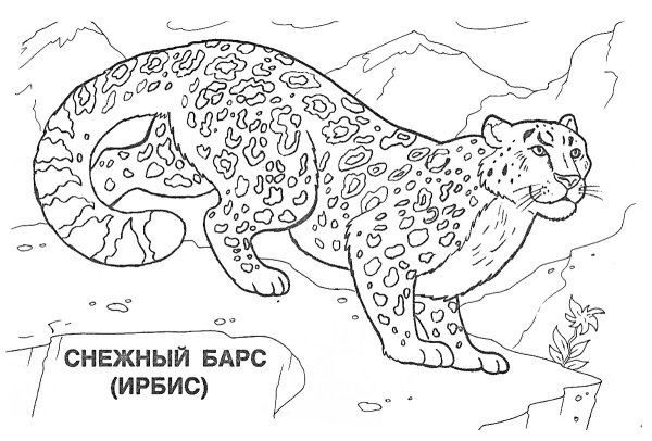 Снежный Барс Ирбис