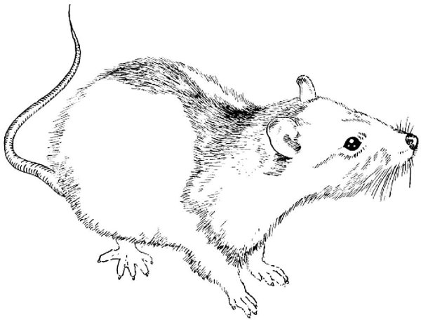 Раскраски животных крысы (65 фото)