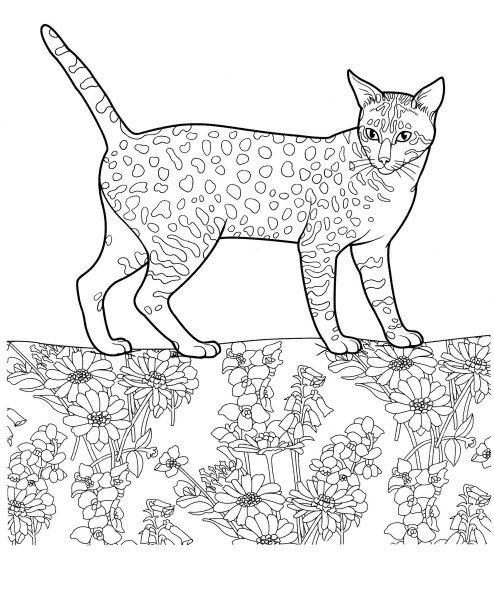 Кошки. Раскраска