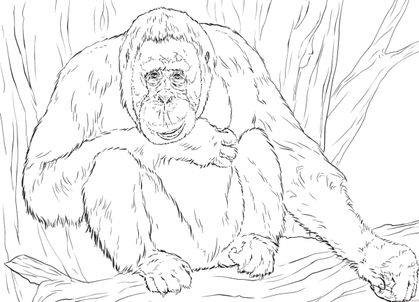 Раскраски горилла животное (59 фото)
