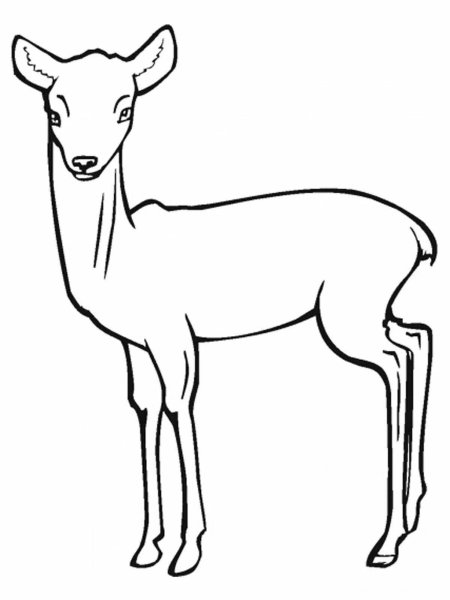 Косуля раскраска для детей