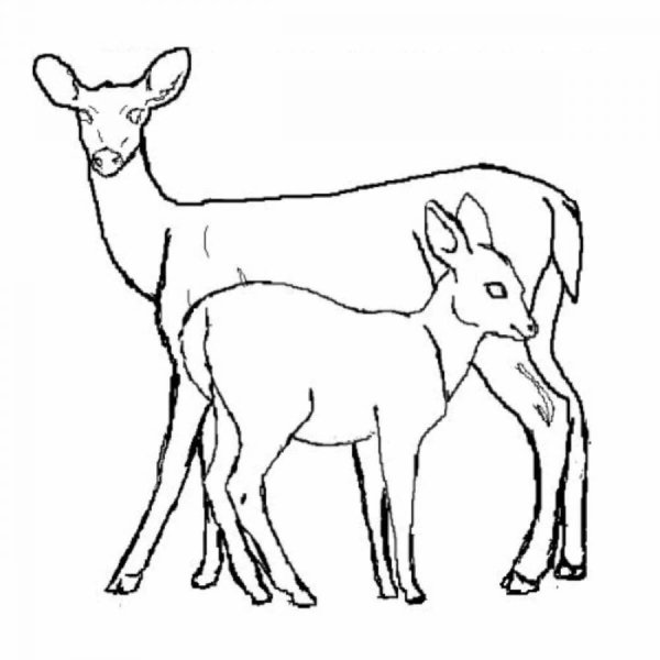 Косуля рисунок