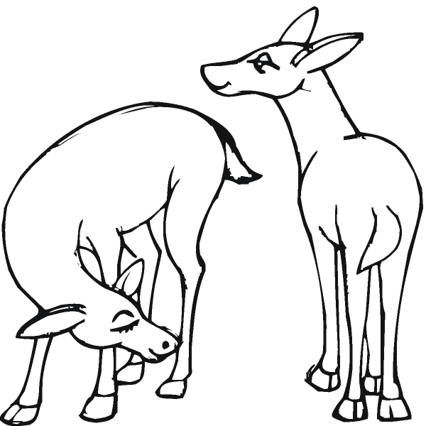 Косуля раскраска