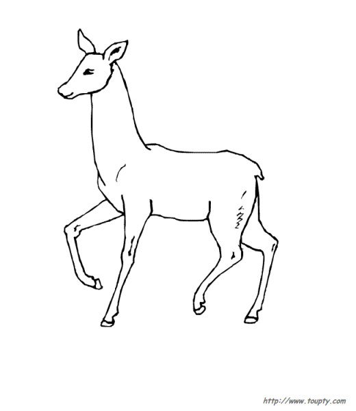 Косуля раскраска
