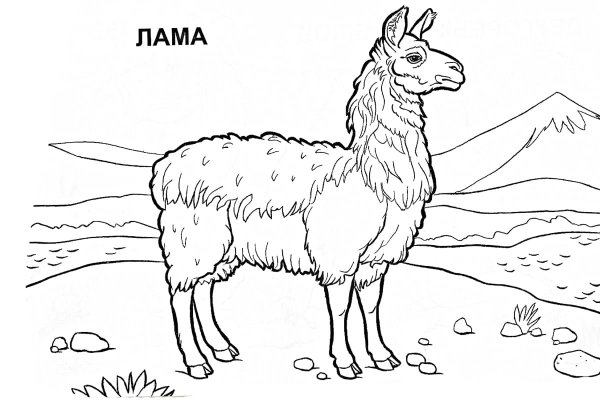Лама раскраска для детей