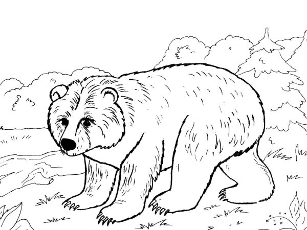 Медведь раскраска