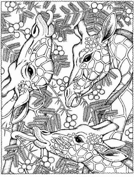 Mythomorphia Kerby Rosanes