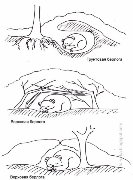 Картинка медведь в берлоге раскраска