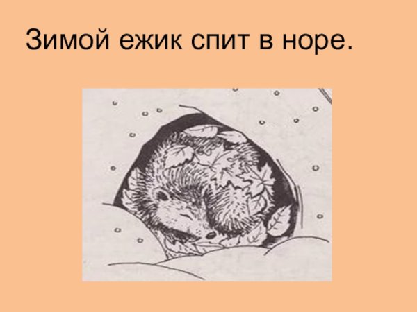 Еж спит в норе