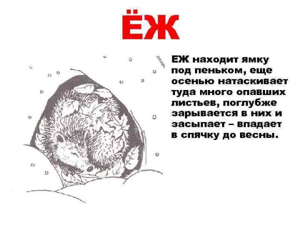 Ежик в спячке рисунок