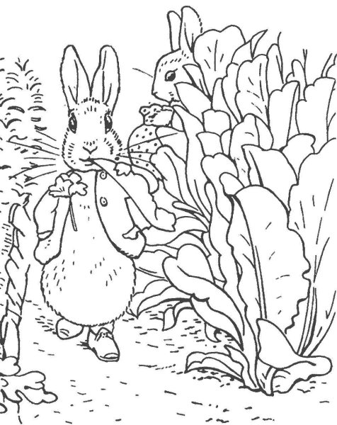 Раскраски зайцы толстой (53 фото)