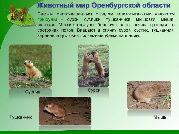 Животноренбургской области
