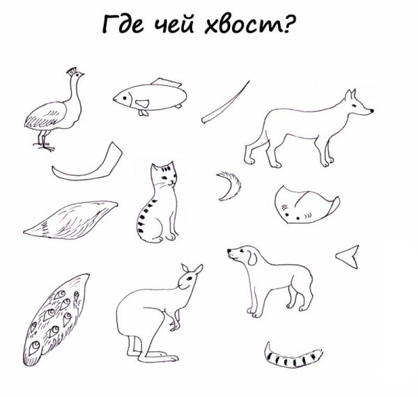 Дикие животные задания чей хвост