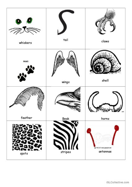 Части тела животных Worksheets