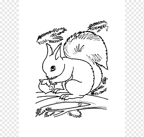 Белка рисунок раскраска