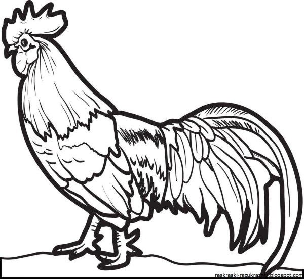 Курица раскраска