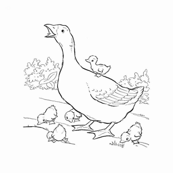 Гусь и утка рисунок
