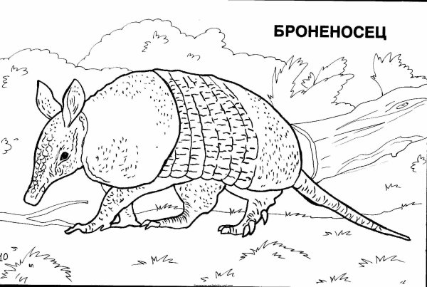 Броненосцы Киплинг раскраска