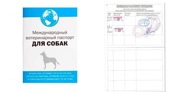 Международный ветеринарный паспорт для кошек прививки