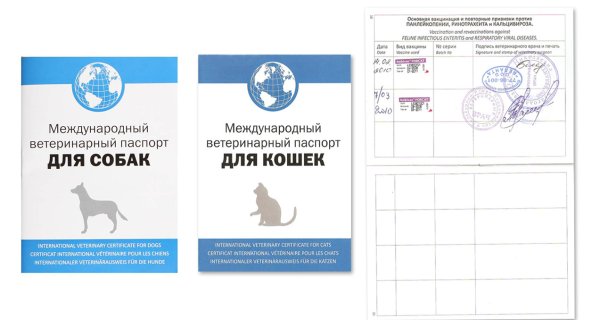 Международный ветеринарный паспорт для кошек образец