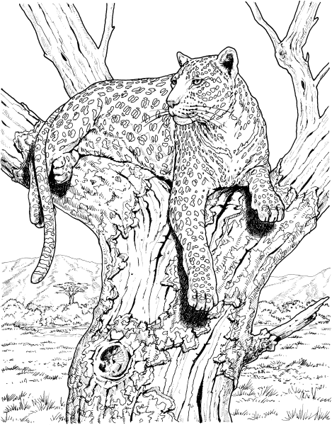 Раскраска Дикие кошки