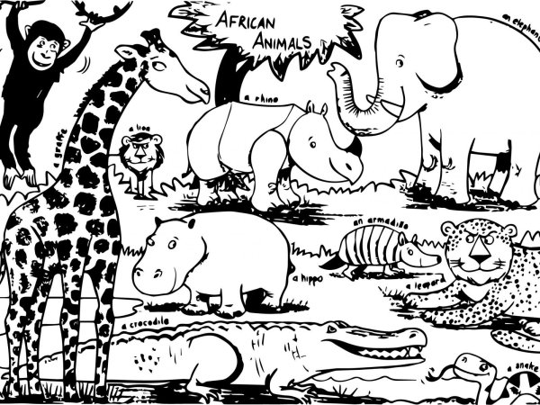 Раскраски африка животный мир (70 фото)