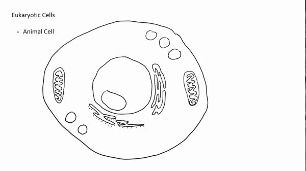 Строение клетки рисунок карандашом