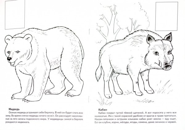 Красная книга раскраска