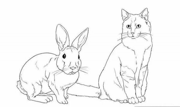 Раскраска кролик и котик
