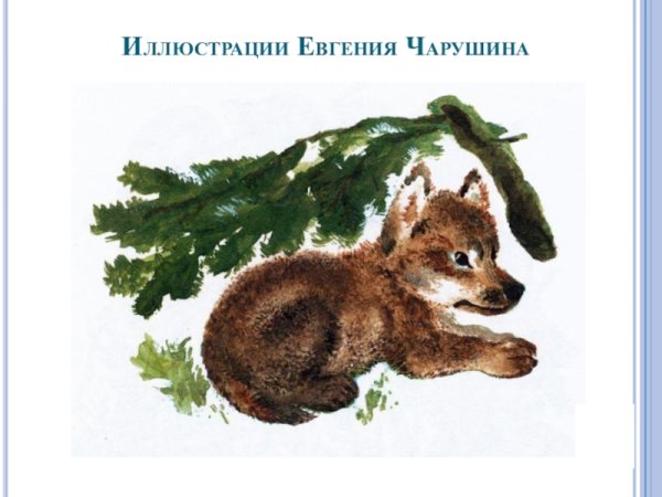 Чарушин Волчишко