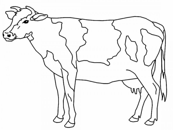 Раскраска корова