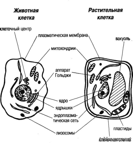 Схема строения животной и растительной клетки