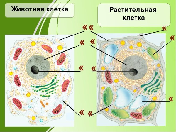 Строение растительной и животной клетки 9 класс биология