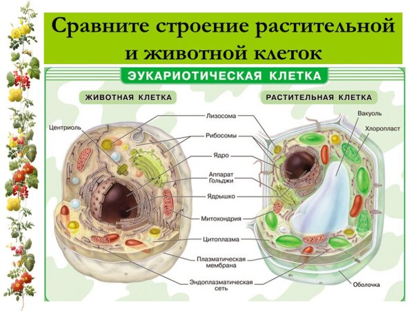 Строение клетки растения и строение животной клетки