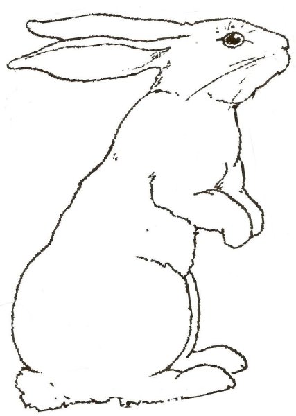 Кролик для рисования