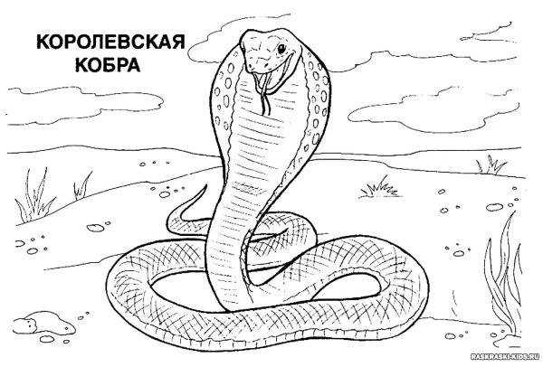 Раскраска змеи Королевская Кобра
