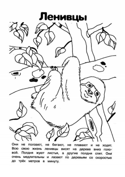 Животные красной книги раскраска
