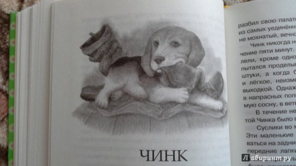 Рисунок к рассказу Чинк э.Сетон-Томпсон