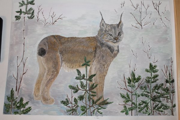 Рысь рисунок детский