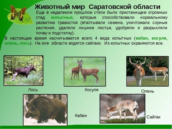 Животные саратоаскойобласти