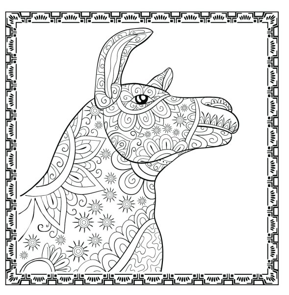 Ламы. No Drama - Color Lama