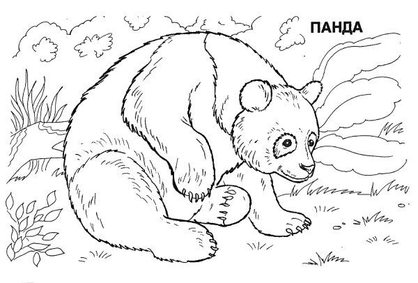 Животные из красной книги раскраска