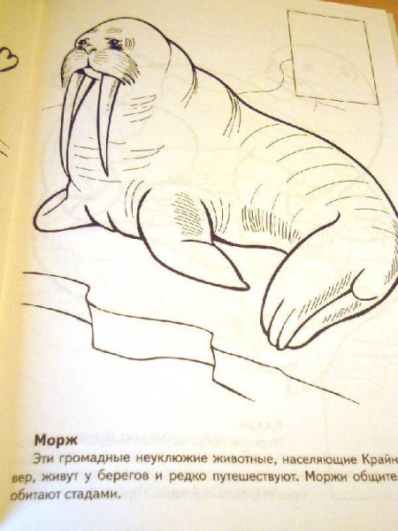 Животные из красной книги рисунки