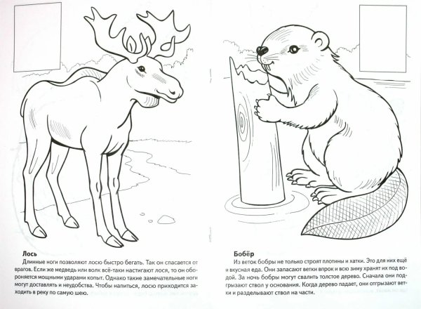 Красная книга раскраска