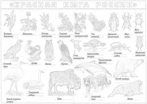 Животные красной книги России раскраска