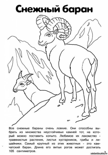 Раскраска животные красной книги России для детей