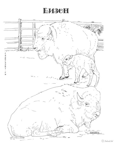 Красная книга раскраска для детей