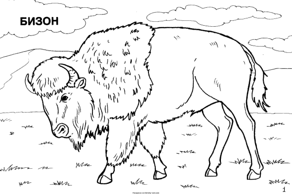 Раскраска животные красной книги для детей